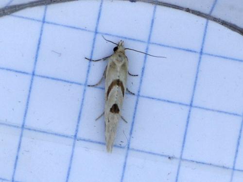 Réf. 357 991 : Aethes smeathmanniana